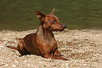 hundefotos zwergpinscher