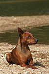 hundefotos zwergpinscher
