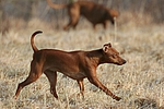 hundefotos zwergpinscher