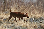 hundefotos zwergpinscher