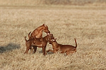 hundefotos zwergpinscher