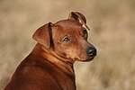 hundefotos zwergpinscher