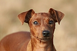 hundefotos zwergpinscher