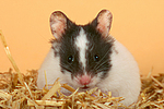 kleintierfotos hamster_-_pandahamster