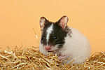 kleintierfotos hamster_-_pandahamster