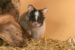 kleintierfotos hamster_-_pandahamster