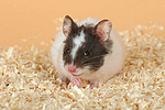 kleintierfotos hamster_-_pandahamster