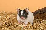 kleintierfotos hamster_-_pandahamster