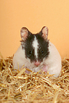 kleintierfotos hamster_-_pandahamster