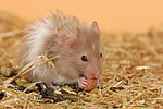kleintierfotos hamster_-_teddyhamster
