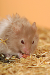 kleintierfotos hamster_-_teddyhamster