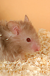 kleintierfotos hamster_-_teddyhamster