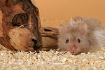 kleintierfotos hamster_-_teddyhamster