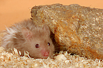 kleintierfotos hamster_-_teddyhamster