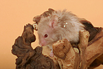kleintierfotos hamster_-_teddyhamster