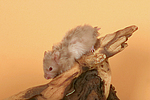 kleintierfotos hamster_-_teddyhamster