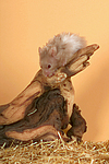 kleintierfotos hamster_-_teddyhamster