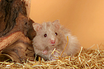 kleintierfotos hamster_-_teddyhamster