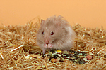 kleintierfotos hamster_-_teddyhamster