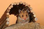 kleintierfotos hamster_-_goldhamster