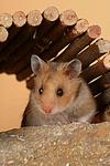 kleintierfotos hamster_-_goldhamster