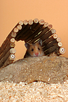 kleintierfotos hamster_-_goldhamster