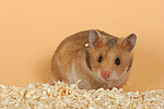 kleintierfotos hamster_-_goldhamster