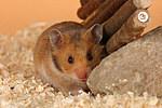 kleintierfotos hamster_-_goldhamster
