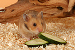 kleintierfotos hamster_-_goldhamster