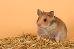 kleintierfotos hamster_-_goldhamster