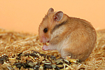 kleintierfotos hamster_-_goldhamster