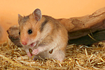 kleintierfotos hamster_-_goldhamster