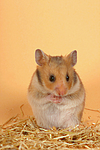 kleintierfotos hamster_-_goldhamster