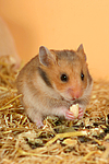 kleintierfotos hamster_-_goldhamster
