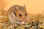 kleintierfotos hamster_-_goldhamster