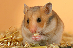kleintierfotos hamster_-_goldhamster