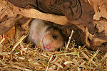 kleintierfotos hamster_-_goldhamster
