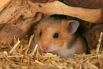 kleintierfotos hamster_-_goldhamster