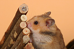 kleintierfotos hamster_-_goldhamster
