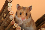 kleintierfotos hamster_-_goldhamster