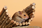 kleintierfotos hamster_-_goldhamster