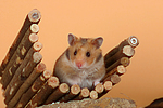 kleintierfotos hamster_-_goldhamster