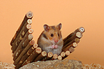 kleintierfotos hamster_-_goldhamster
