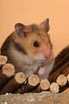 kleintierfotos hamster_-_goldhamster