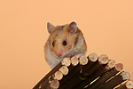 kleintierfotos hamster_-_goldhamster