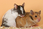 kleintierfotos hamster_-_pandahamster