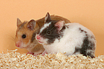 kleintierfotos hamster_-_pandahamster