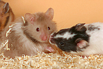 kleintierfotos hamster_-_pandahamster