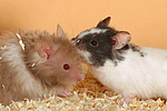 kleintierfotos hamster_-_pandahamster