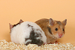 kleintierfotos hamster_-_pandahamster